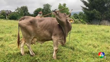 นักวิทย์งง ! วัวฉลาดใช้ไม้ขัดพื้นเกาหลังตัวเอง