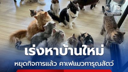 เขตบางเขน รุดสอบคาเฟแมวทารุณกรรมสัตว์ เร่งหาบ้านใหม่ให้น้อง
