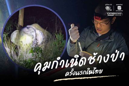 ทดลองฉีดวัคซีนคุมกำเนิดช้างป่าครั้งแรกในไทย