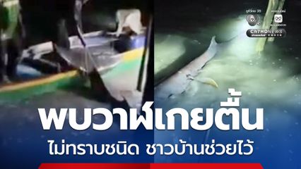 พบวาฬเกยตื้นไม่ทราบชนิด ชาวบ้านช่วยเหลือไว้