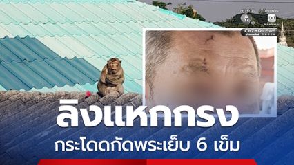 หลวงพี่หวิดตาบอด ! ลิงแหกกรงออกมากระโดดกัดกลางวัด ก่อนเจ้าหน้าที่จะมาจับลิงไปดูแลต่อ