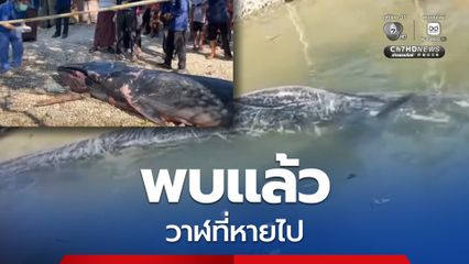 พบแล้ววาฬที่หายไปที่ชาวบ้านช่วยเหลือไว้ พบเป็นซาก ซึ่งเป็นวาฬโอมูระ พันธุ์หายากใกล้สูญพันธุ์