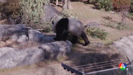 ชาวญี่ปุ่นบอกลา แพนด้ายักษ์ เดินทางกลับจีน