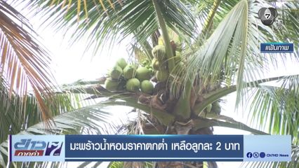 มะพร้าวน้ำหอมราคาตกต่ำ เหลือลูกละ 2 บาท