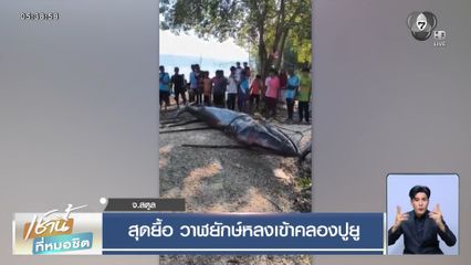 สุดยื้อ วาฬยักษ์หลงเข้าคลองปูยู จ.สตูล