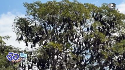 ชาวบ้านผวาค้างคาวแม่ไก่