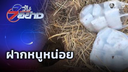 7 วัน 7 อย่าง : ฝากหนูหน่อย