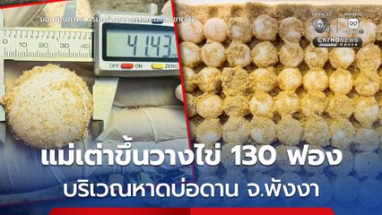 ตรวจสอบร่องรอย “เต่าทะเล” วางไข่ หาดบ่อดาน จ.พังงา นับได้ 130 ฟอง