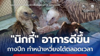 “นิกกี้” อาการดีขึ้น กางปีก ทำหน้าเหวี่ยงได้ตลอดเวลา