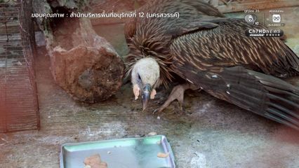 “นิกกี้” อาการดีขึ้น กางปีก ทำหน้าเหวี่ยงได้ตลอดเวลา