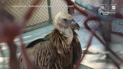 “นิกกี้” อาการดีขึ้น กางปีก ทำหน้าเหวี่ยงได้ตลอดเวลา