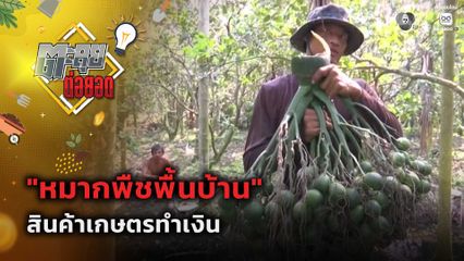 ตะลุยต่อยอด : "หมากพืชพื้นบ้าน" สินค้าเกษตรทำเงิน