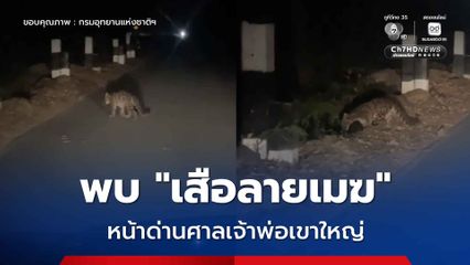 พบ “เสือลายเมฆ” หน้าด่านศาลเจ้าพ่อเขาใหญ่