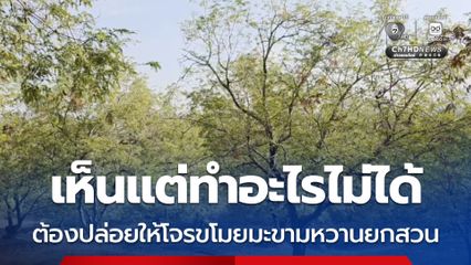 เห็นแต่ทำอะไรไม่ได้ ต้องปล่อยให้โจรขโมยมะขามหวานยกสวน