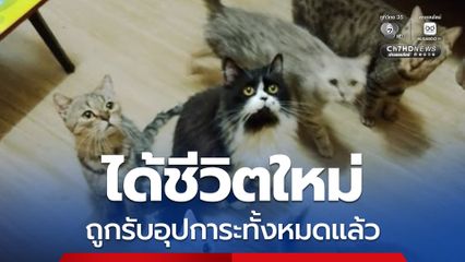 เพจดังรับอุปการะแมวทั้งหมดแล้ว เตรียมตรวจสุขภาพก่อนหาบ้านใหม่