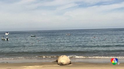 ผิดวิสัย ! "ช้างน้ำ" โผล่กลางชายหาดเม็กซิโก