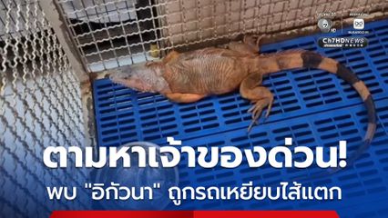 ตามหาเจ้าของด่วน พบ “อิกัวนา” ถูกรถเหยียบไส้แตก