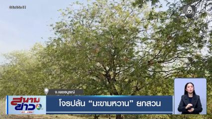 โจรปล้นมะขามหวานยกสวน ตร.บอกปล่อยให้เขาขโมยไปสักคืน