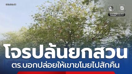 โจรปล้นมะขามหวานยกสวน ตร.บอกปล่อยให้เขาขโมยไปสักคืน