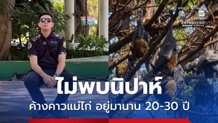 ค้างคาวแม่ไก่ย่านพัทยา หมอล็อตเผยผลตรวจไม่พบไวรัสนิปาห์