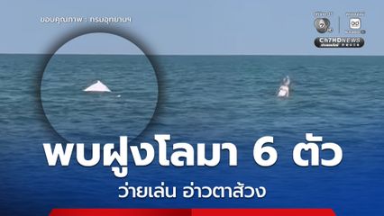 นาทีประทับใจ พบฝูงโลมาหลังโหนก 6 ตัว ว่ายเล่นบริเวณอ่าวตาส้วง อุทยานแห่งชาติหมู่เกาะอ่างทอง