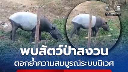 ขสป.คลองแสง เผยภาพความสำเร็จ พบสัตว์ป่าสงวนปรากฏตัวหน้าหน่วยฯ ตอกย้ำความสมบูรณ์ระบบนิเวศสุราษฎร์ธานี