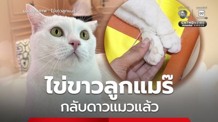 แฟนคลับเศร้า ไข่ขาวลูกแมร๊ แมวอินฟลูฯ กลับดาวแมวแล้ว