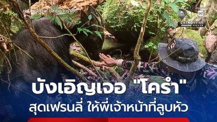 สุดประทับใจ ! เจ้าหน้าที่ ขสป.เขาบรรทัด บังเอิญเจอ “เลียงผา” สัตว์ป่าสงวนหายาก ท่าทีสุดเฟรนลี่ ยอมให้พี่เจ้าหน้าที่ลูบหัว
