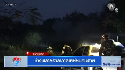 ช้างพลายอาละวาดเหยียบคนตาย