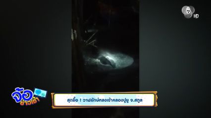 สุดยื้อ ! วาฬยักษ์หลงเข้าคลองปูยู จ.สตูล