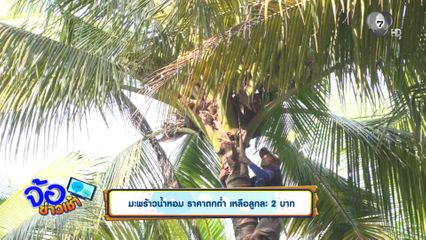 มะพร้าวน้ำหอม ราคาตกต่ำ เหลือลูกละ 2 บาท