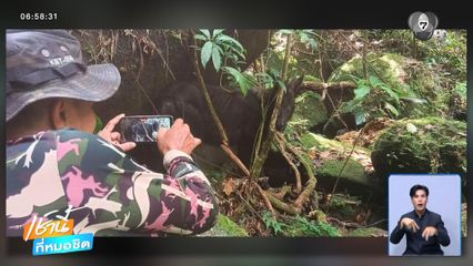 ฮือฮา ! เจอ เลียงผา บนเขาบรรทัด