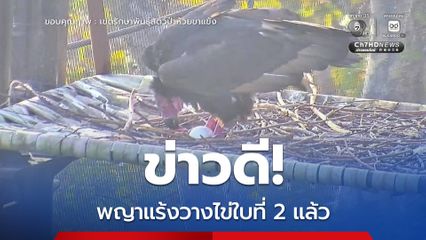 ข่าวดี พญาแร้งวางไข่ใบที่ 2 แล้ว