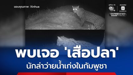 นักอนุรักษ์ยืนยันพบเจอ เสือปลา นักล่าว่ายน้ำเก่งในกัมพูชา