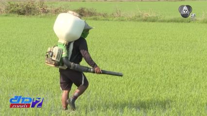 ทุกข์ชาวนา ราคาข้าวตกต่ำกว่าต้นทุนการผลิต