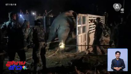 ช้างป่าภูหลวง ล้ม หลังโดนยิงยาสลบ จ.ขอนแก่น