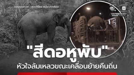 “สีดอหูพับ” หัวใจล้มเหลวขณะเคลื่อนย้ายคืนถิ่น