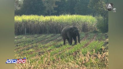 แจงเหตุ พลายสีดอหูพับ ล้ม จ.ขอนแก่น