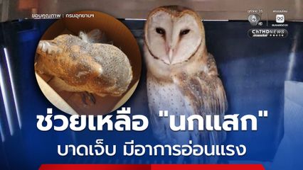 เจ้าหน้าที่สำนักบริหารพื้นที่อนุรักษ์ที่ 13 (แพร่) ช่วยเหลือ "นกแสก" บาดเจ็บ มีอาการอ่อนแรง เพื่อฟื้นฟูร่างกายก่อนปล่อยคืนสู่ธรรมชาติ