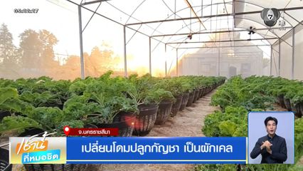 เปลี่ยนโดมปลูกกัญชา เป็นผักเคล จ.นครราชสีมา