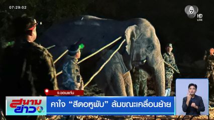 คาใจ "สีดอหูพับ" ล้มขณะเคลื่อนย้าย