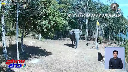 ปิดยาว "ผารักษ์สลัดได" หนีช้างป่า