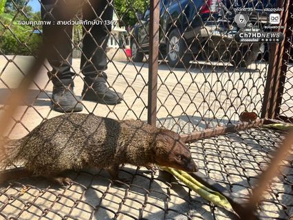 2 “พังพอน” พลัดหลง จนท.ช่วยรับไว้ในความดูแล