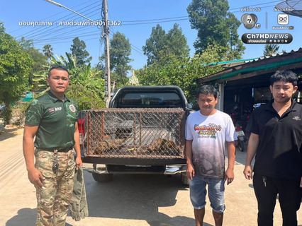 2 “พังพอน” พลัดหลง จนท.ช่วยรับไว้ในความดูแล