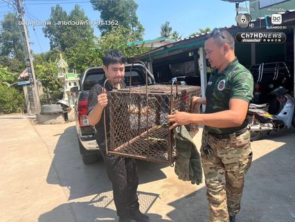 2 “พังพอน” พลัดหลง จนท.ช่วยรับไว้ในความดูแล