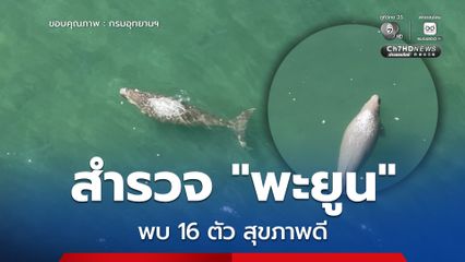 เจ้าหน้าที่ศูนย์ศึกษาและวิจัยอุทยานฯ ตรัง ร่วมกลุ่มพิทักษ์ดุหยงสำรวจ "พะยูน" เกาะลิบง พบ 16 ตัว สุขภาพดี
