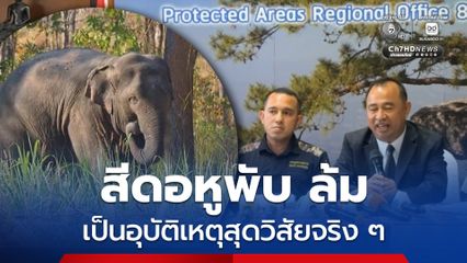 กรมอุทยานฯ ตั้งโต๊ะแถลงขอโทษ ปชช. สีดอหูพับล้มเป็นเหตุสุดวิสัย