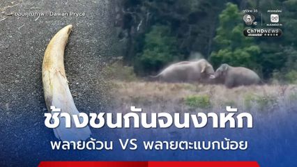 ช้างชนกันจนงาหัก พลายด้วน VS พลายตะแบกน้อย