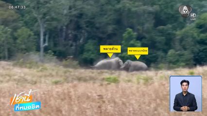 เปิดศึก "พลายด้วน" ปะทะ "พลายตะแบกน้อย"