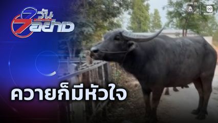 7 วัน 7 อย่าง : ควายก็มีหัวใจ